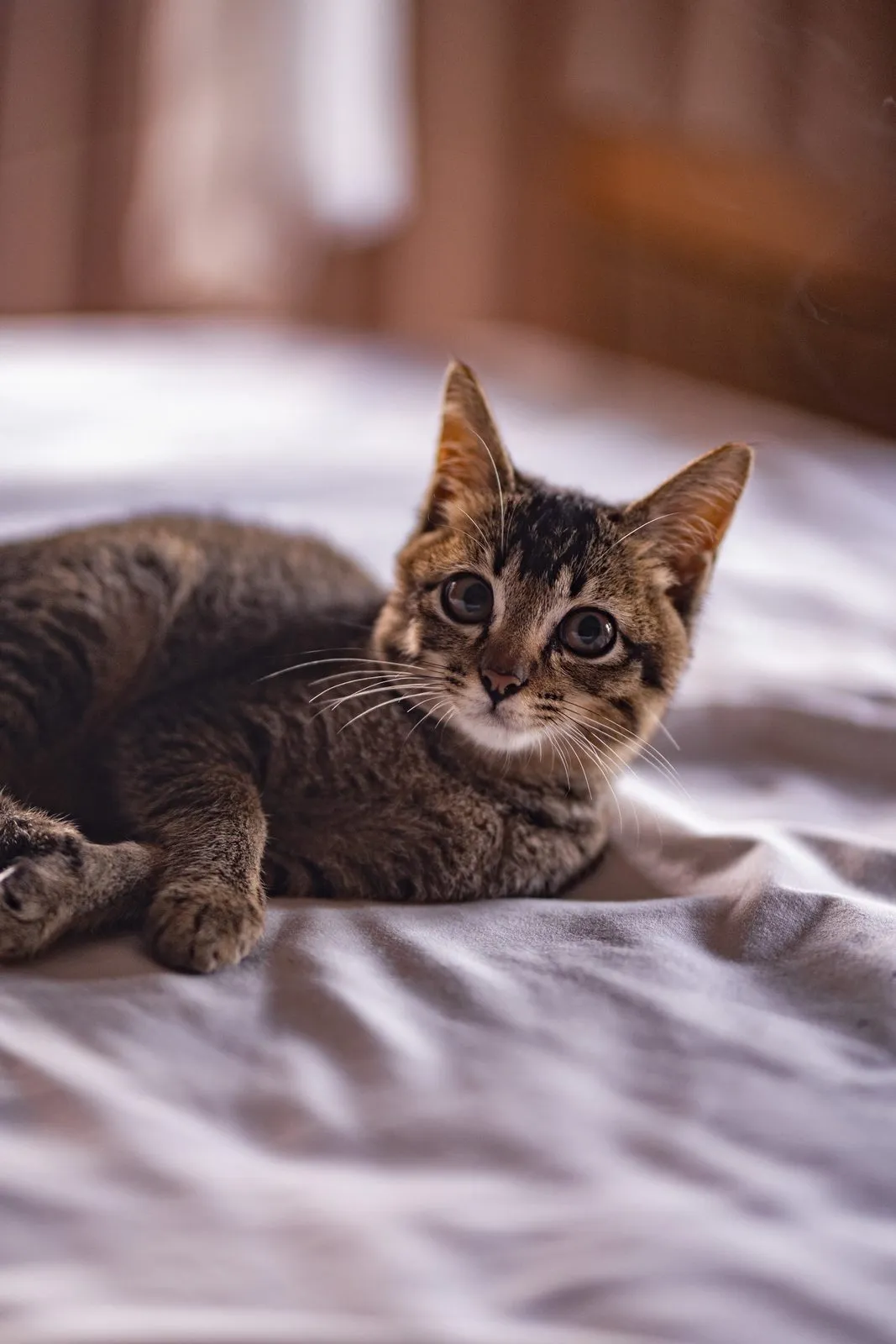 Pet photography, a cat at home