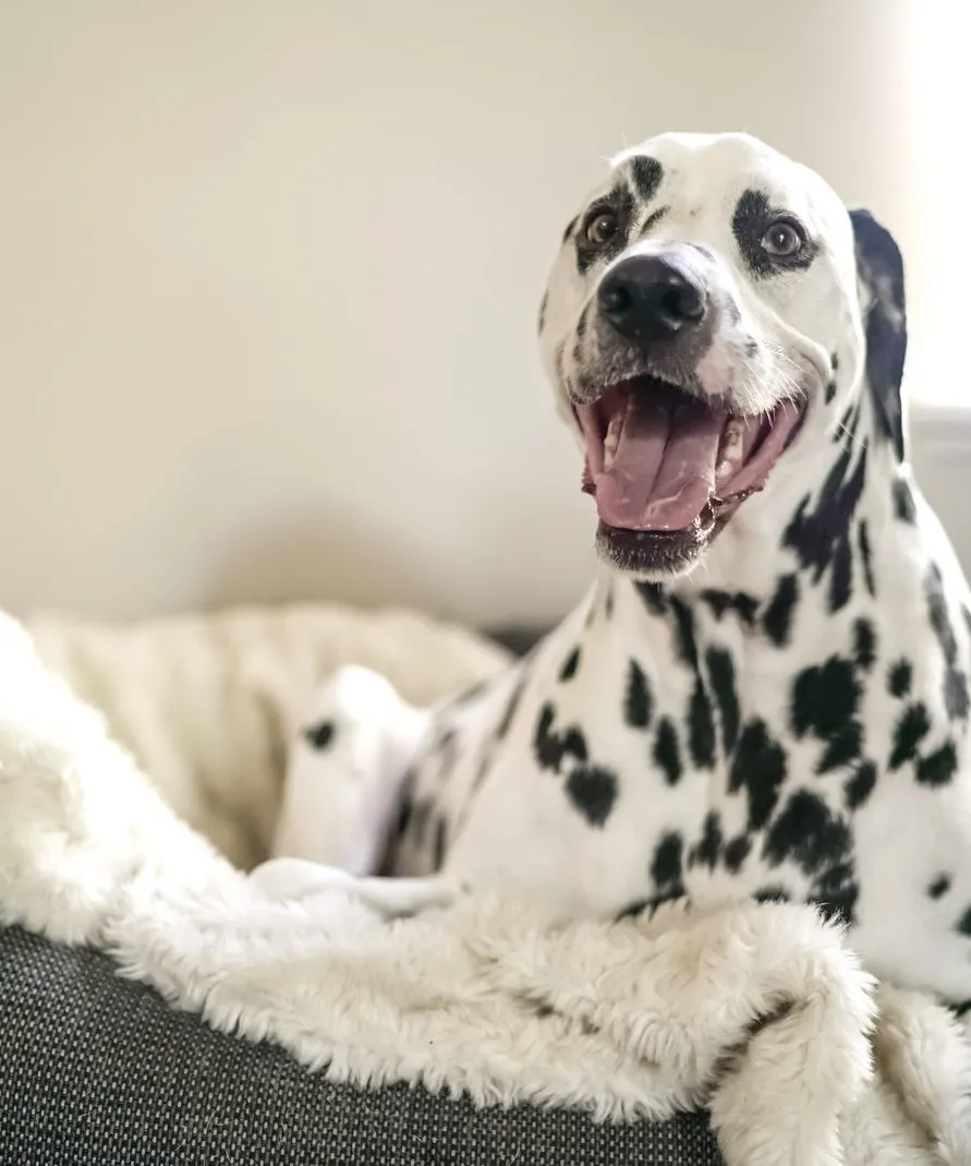 Pet photography, a dalmatian mid-laugh on her bed